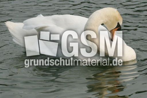 Höckerschwan 071.jpg